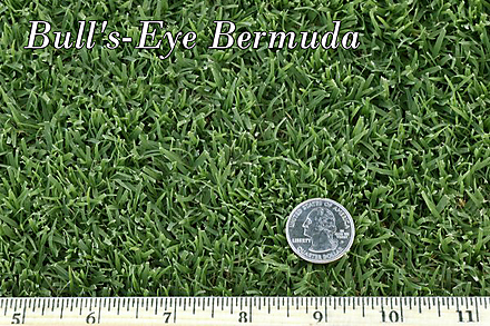 West Coast Turf Bull's-Eye Bermuda® Sample