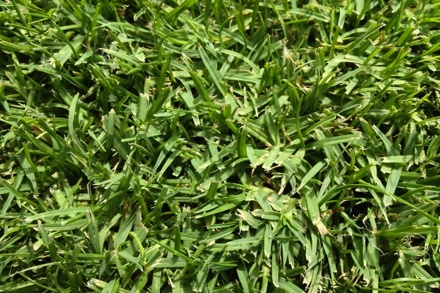 Platinum TE Paspalum Grass