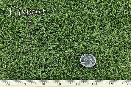 Tift94 Bermuda Grass